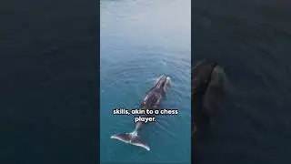 Bottlenose Whale Intelligence Unveiled 🐬🧠 #CuriousPlanetarium