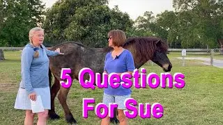 5 Questions For Sue About Riding Iceland Tours ! 🇮🇸  🐴