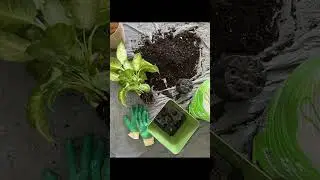 Жизнь садовода be like: / #flowers #цветы #сад #садовод #garden #растения #мемы #меме #memesdaily
