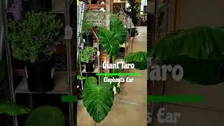 Giant Taro Elephants Ear, In My Room #houseplant #solace