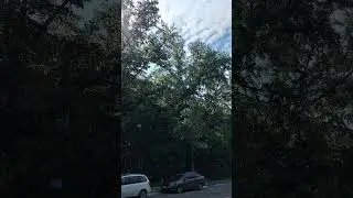 Summer poplar fluff! June snow!!!!