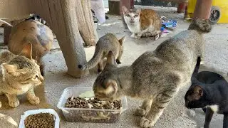 Playful Cats Enjoying Afternoon Fun🐈 Cute & Relaxing Cat Activities