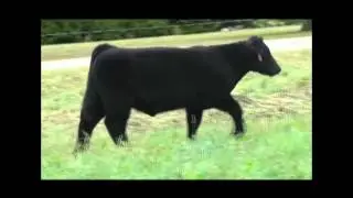 15Banter Tag38