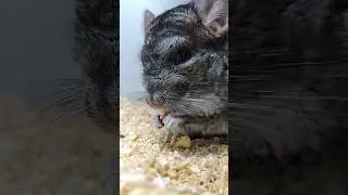 Chinchillas#pet #youtubeshorts 🐱