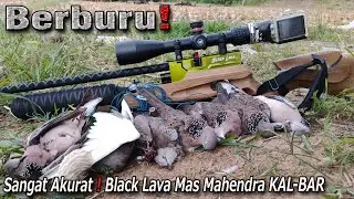 Blcak Lava Gacor Banget‼️💯 Tak ada yang lolos 🎯 Berburu Blekok dan tekukur