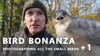 So many small birds and one sick Sparrowhawk