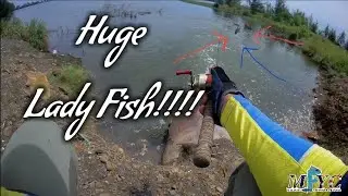Huge Lady Fish!!! - Malaysia Fishing YouTuber Channel -