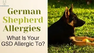 German Shepherd Allergies: What Is Your GSD Allergic To?