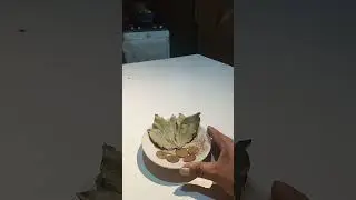 BANHO DE FOLHAS DE LOURO E 7 MOEDAS DOURADAS