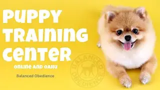 The Best Puppy Training Centers Around the World | Balanced Obedience | Online and Oahu