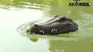 AKARGOL Remote Control Alligator Head and Crocodile Boat