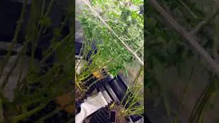 My First Grow flowertime day 33 #420 #homegrow #love       #biotabs #biobizzlightmix