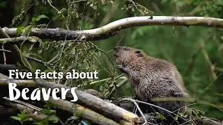 International Beaver Day