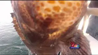 Lingcod Fishing in Alaska with KTUU News