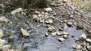 River Torrens Adelaide Gold - any there?