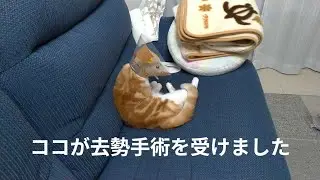 ココが去勢手術を受けました After castration surgery