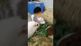Guinea Pig Kale Feast