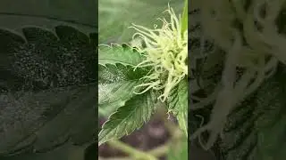 DAY 25 of FLOWER: Fighting off Powdery Mildew
