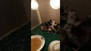 Pheasant chicks