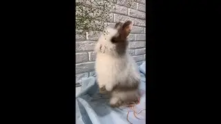 Rabbit Eating 123 | #shorts