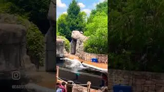 Sea lion show #sealions #cute #toddlers #saintlouis #zoo #funny #learning #video #viral