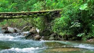 Green Forest River Flowing in Rainy Weather. Nature Sounds, Forest River, White Noise for Sleeping.