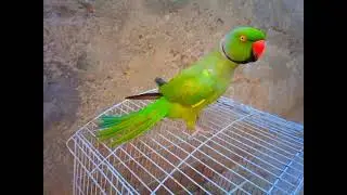 Beautiful green ringneck parrot talking