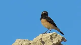Ciparska bjeloguza - Cyprus wheatear- Oenanthe cypriaca