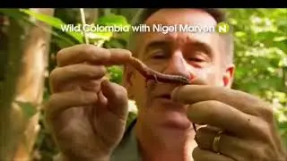 Wild Colombian with Nigel Marven Starts SER
