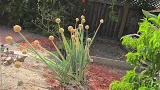Backyard grapes