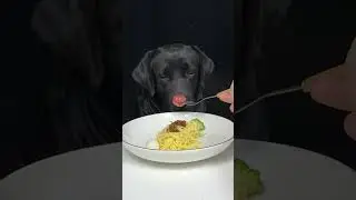 I Could Spread Jam On My Curtains. Labrador. Cute Pet Debut Plan