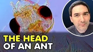 I put an ANT under the microscope to find out why they are so strong
