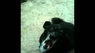Fuji dog