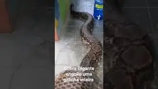 COBRA GIGANTE INVADE CASA #short