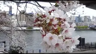 Sumida River Sakura Walk, Tokyo  28/MAR/2020