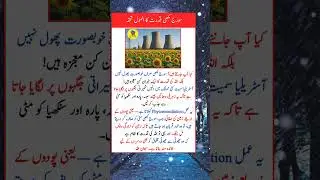 The Secret Power of Sunflowers 🌻 | Allah&rsquo;s Miracle #facts