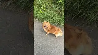 Big smile 😃 #cat #cuteanimal #pets #dog