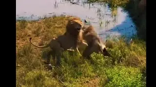 Lions Fighting | TZ Male Lions fighting for Dominance | Masaimara | 4 January 2025