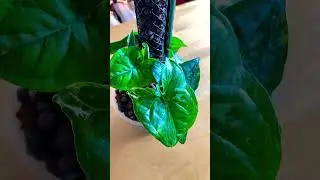 My gorgeous, #Syngonium podophyllum &lsquo;Albo Variegatum&rsquo; in semi-hydrophobics #houseplants #shorts