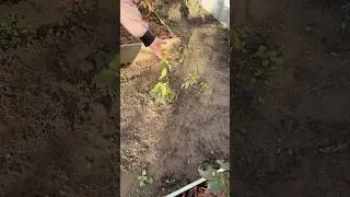 Гуми Сахалинский первый #ягоды #огород #садоводство #растения