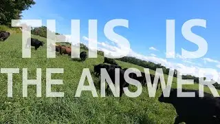 how BEEF CAN SAVE THE WORLD