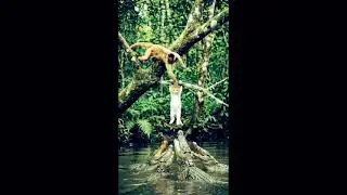 Brave Monkey Rescues Kitten from Hungry Crocodiles