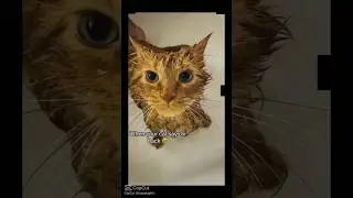 When Cats talk to their Owners 🥲😅