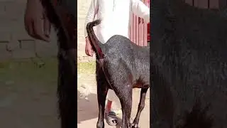 beetal bakra 2 Dant qurbani 2025