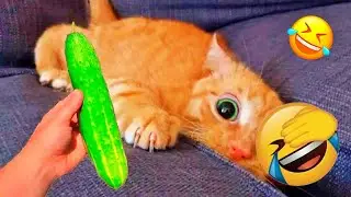 You Laugh You Lose🤑Funniest Dogs and Cats 2026😽🐶