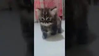 kucing munckhin Napoleon