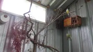 Australia Mutation: Blue Gouldian Finches