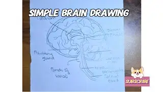 Easy human brain drawing 