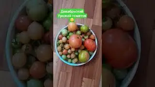 Декабрьский урожай томатов