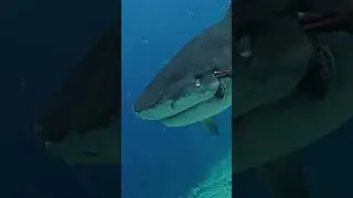 This 'Killer' Shark Just Wanted to Be Touched 🦈🤯  #oceanreality